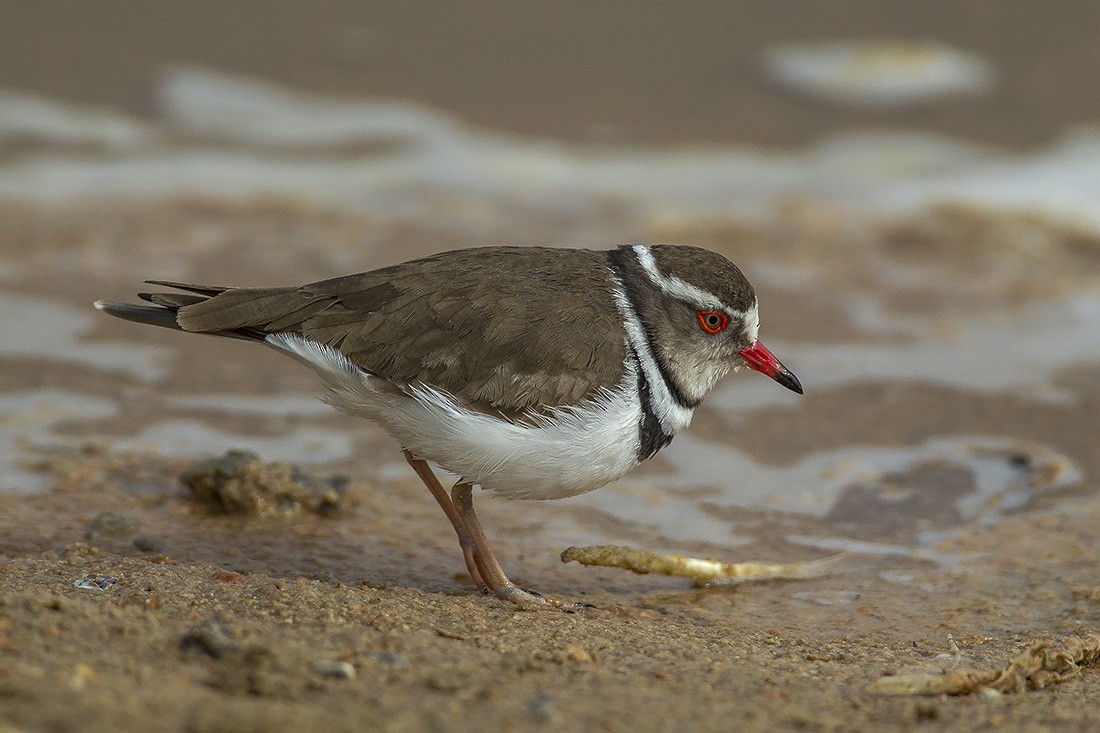 Three-banded Plover - ML619139460