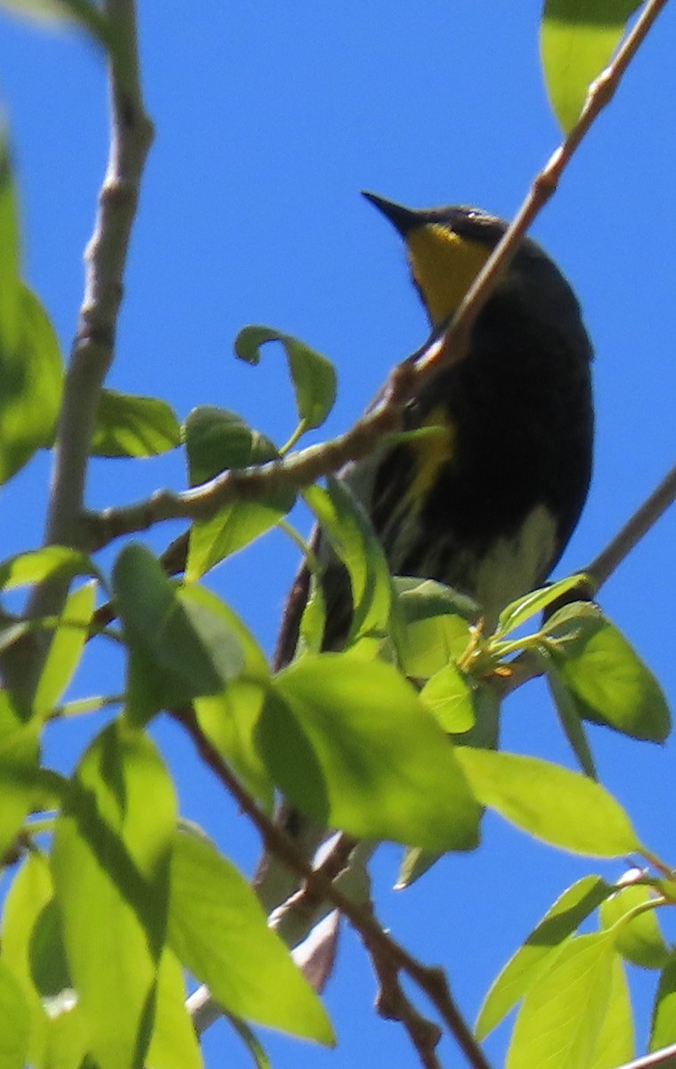 Yellow-rumped Warbler (Audubon's) - ML619139488