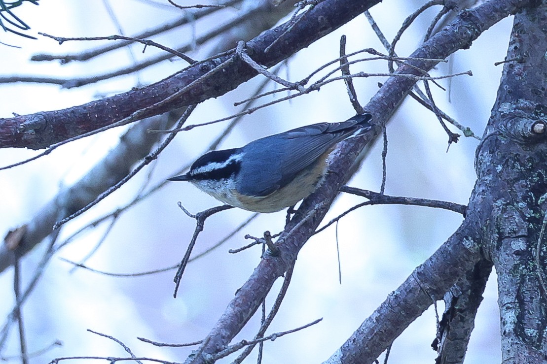 Red-breasted Nuthatch - ML619139505