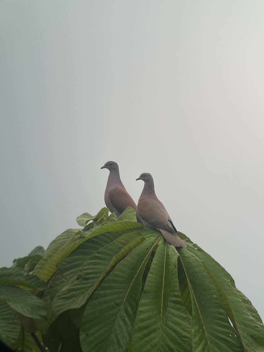 Pale-vented Pigeon - ML619139551