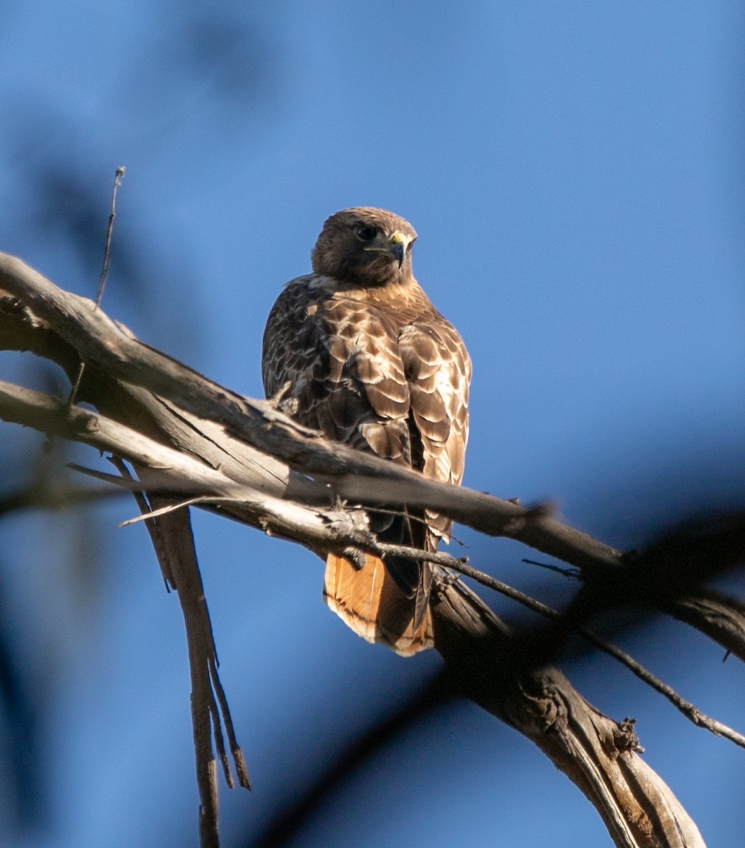 Red-tailed Hawk - ML619139554