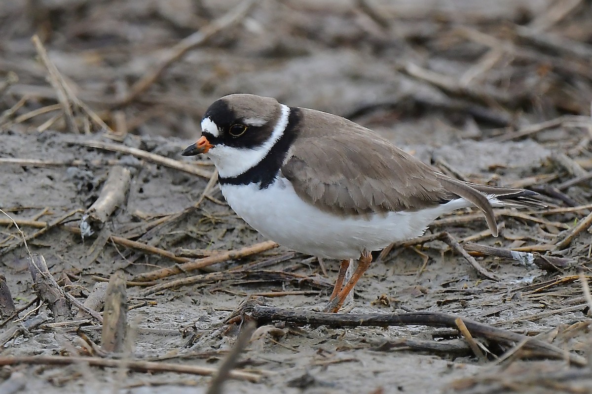 Semipalmated Plover - ML619139567