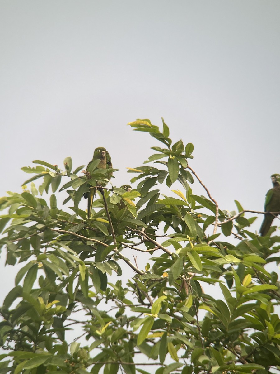 Olive-throated Parakeet (Aztec) - ML619139590