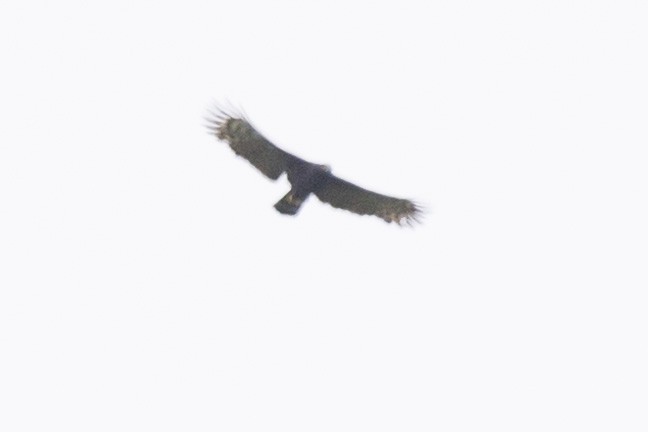 Чёрный хохлатый орёл - ML619139597