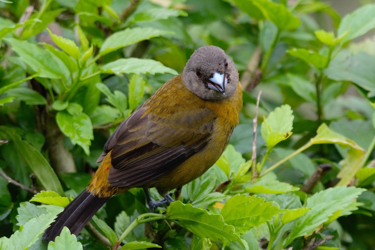 Scarlet-rumped Tanager - ML619139610