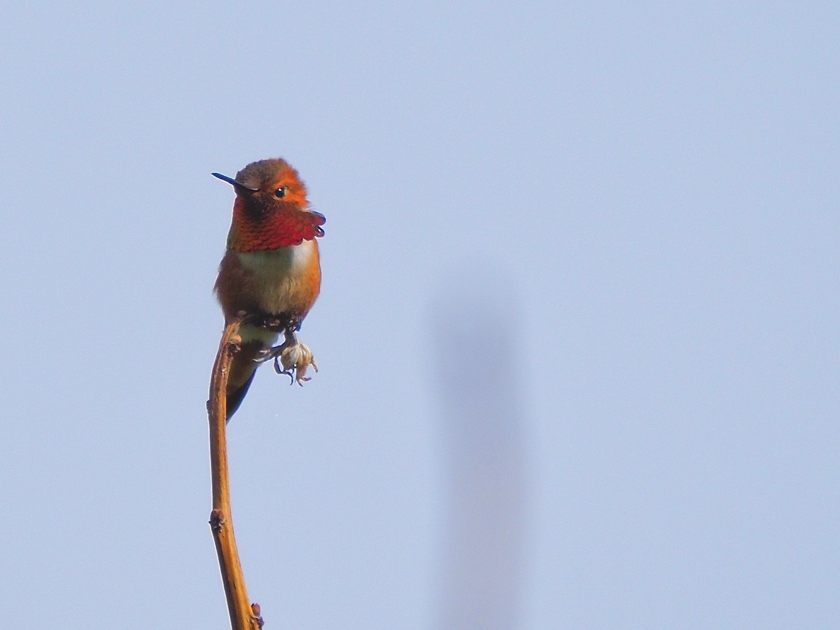 Rufous Hummingbird - ML619139613