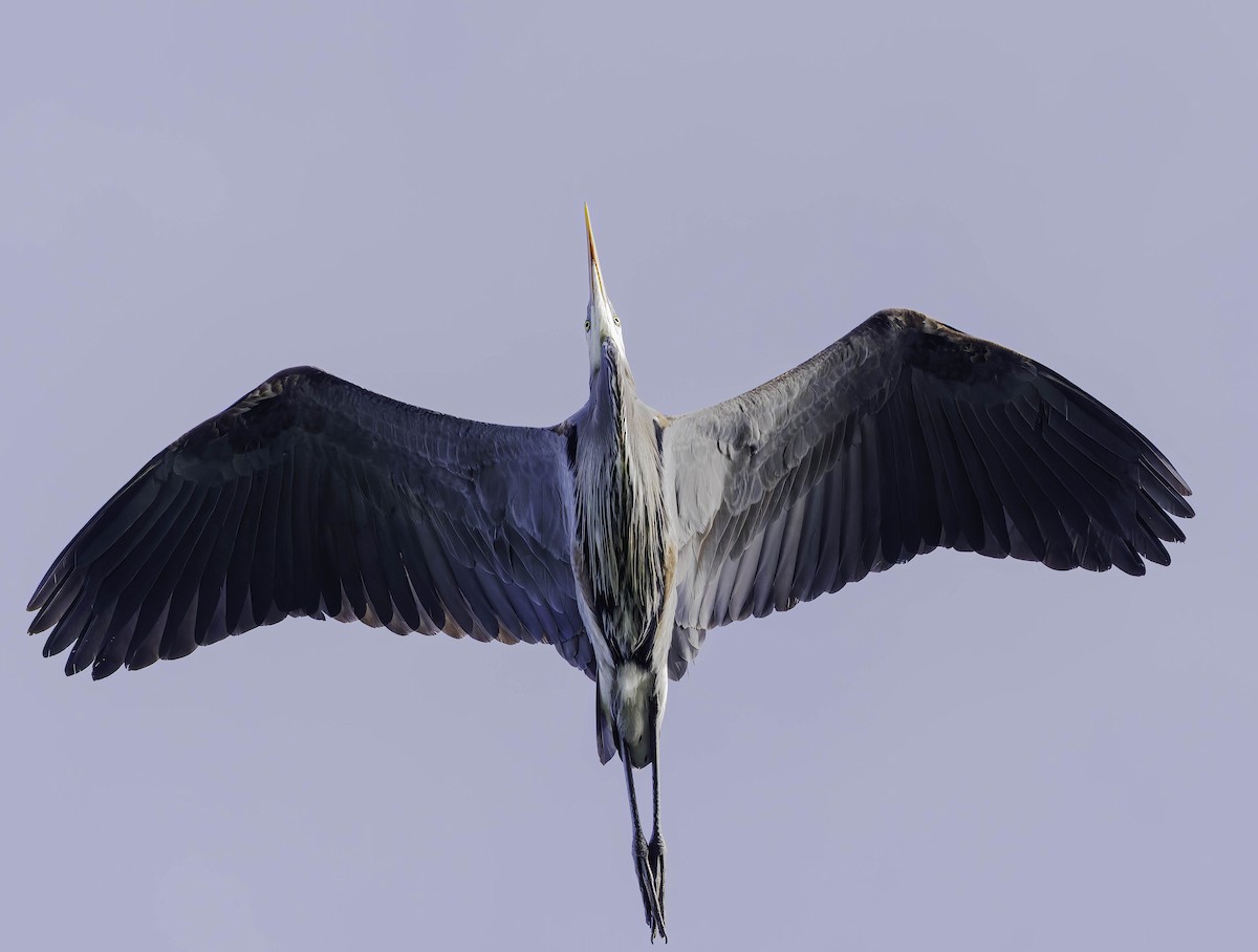 Great Blue Heron - ML619139658