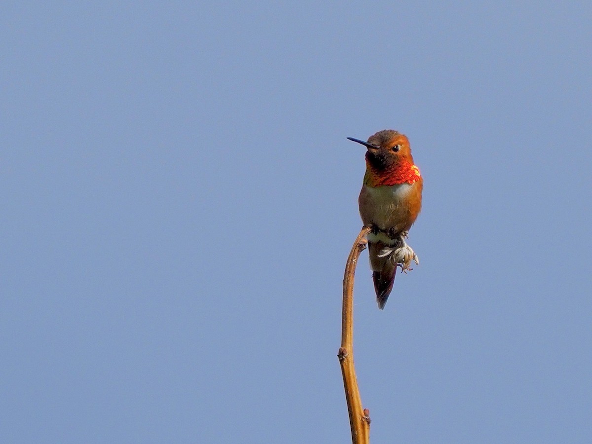 Rufous Hummingbird - ML619139675
