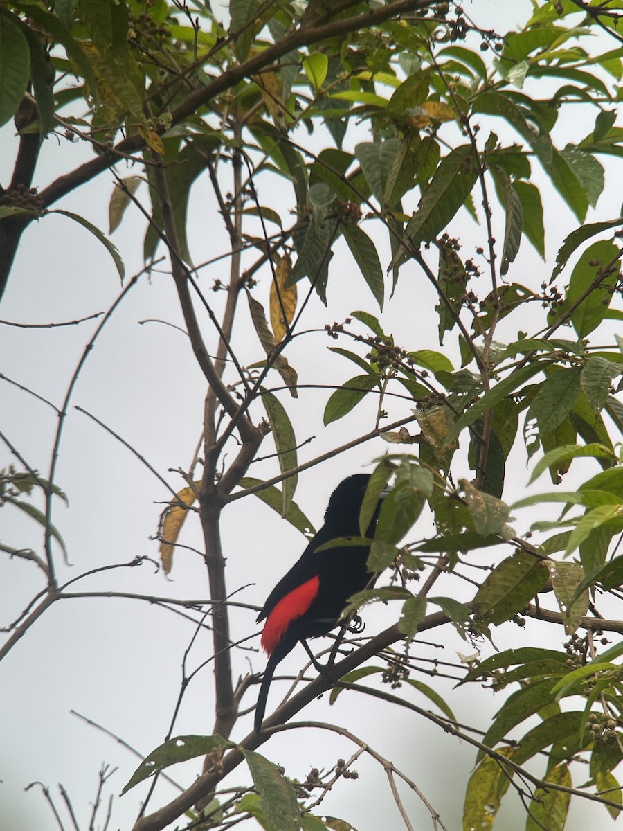 Scarlet-rumped Tanager (Passerini's) - ML619139680