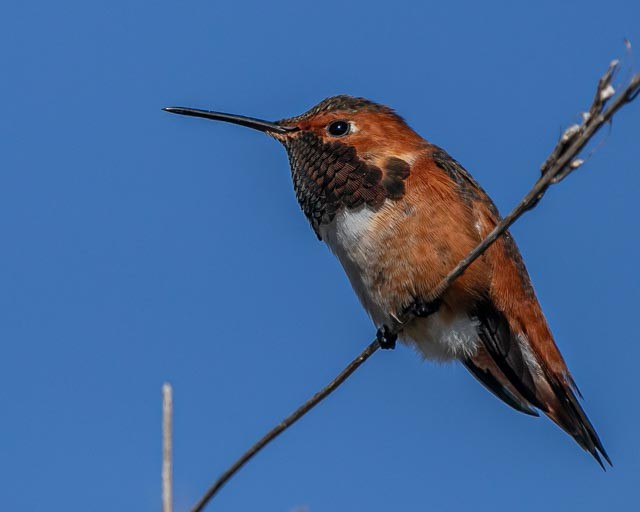 Allen's Hummingbird - ML619139704
