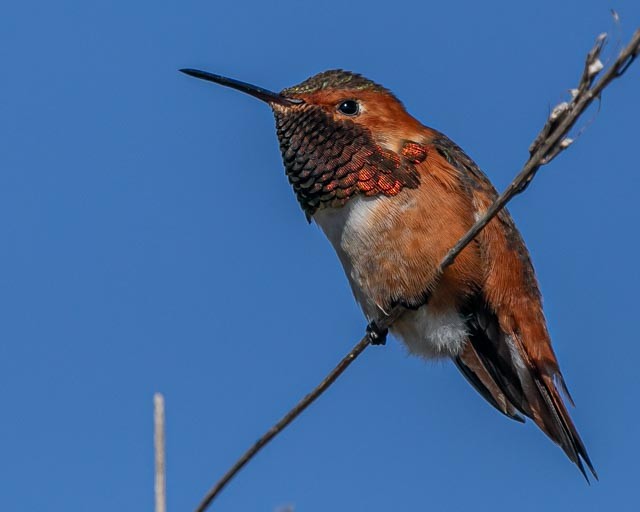 Allen's Hummingbird - ML619139705