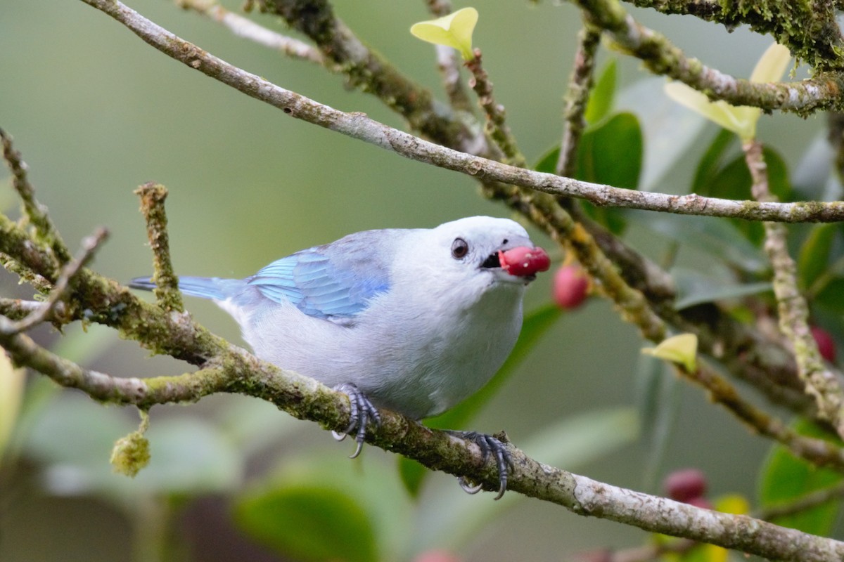 Blue-gray Tanager - ML619139716