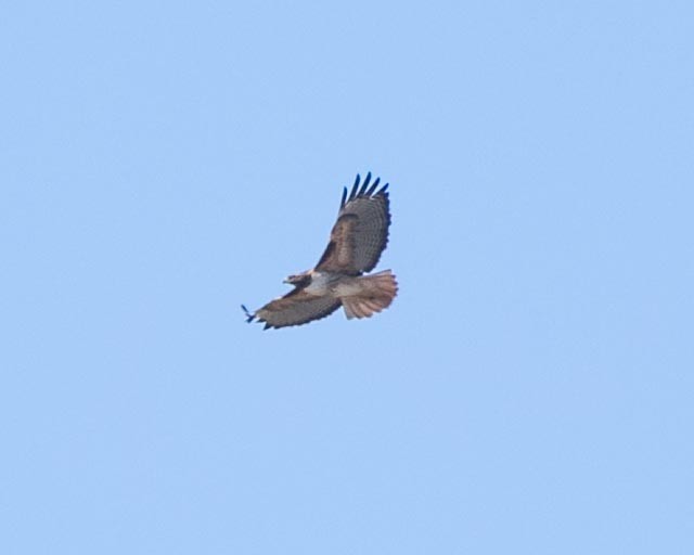 Red-tailed Hawk - ML619139741