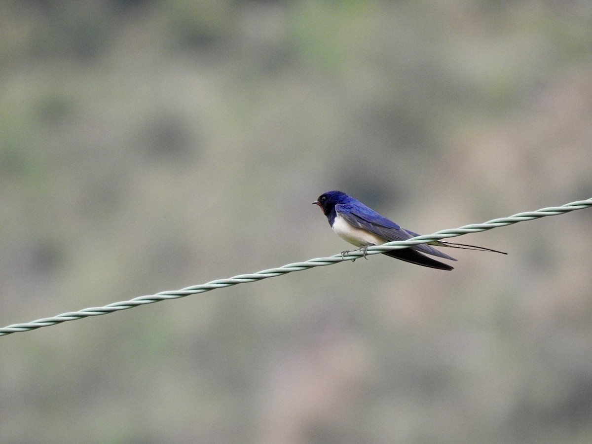 Barn Swallow (White-bellied) - ML619139748