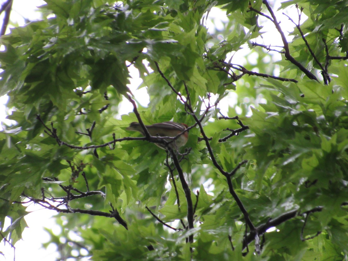 Bay-breasted Warbler - ML619139753
