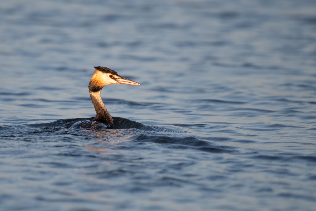 Great Crested Grebe - ML619139762