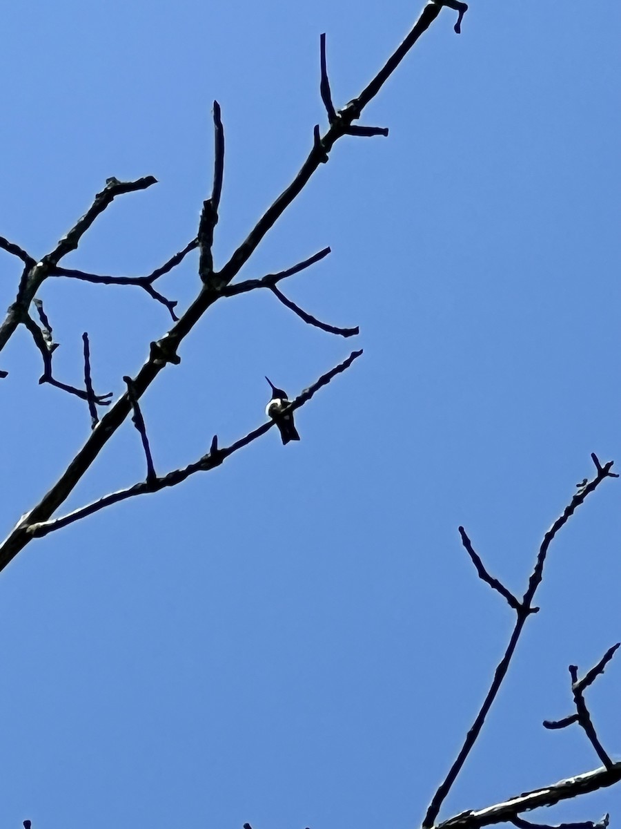 Ruby-throated Hummingbird - ML619139778