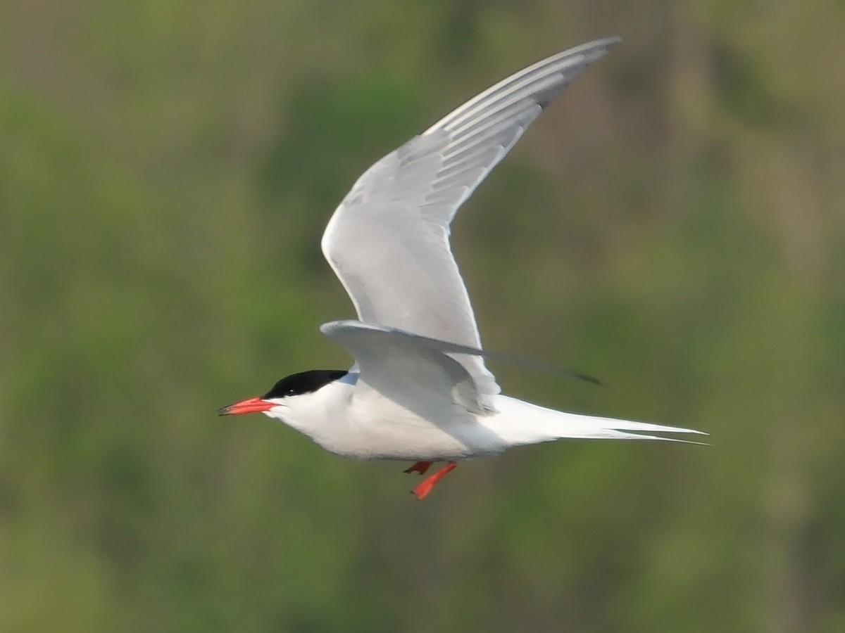 Common Tern - ML619139784