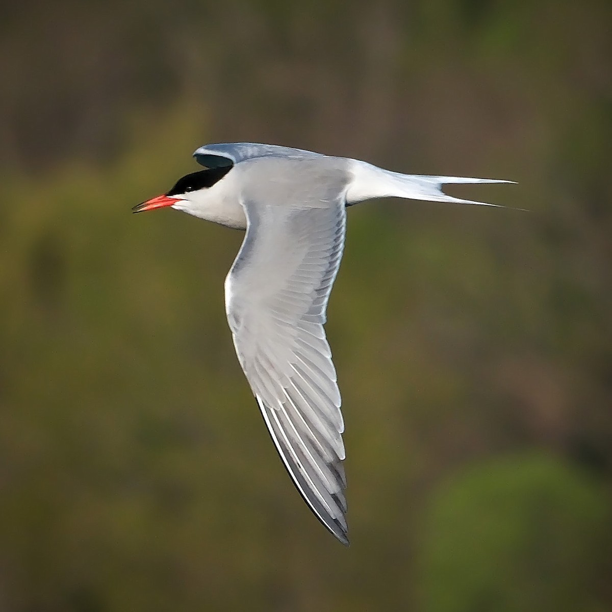 Common Tern - ML619139785
