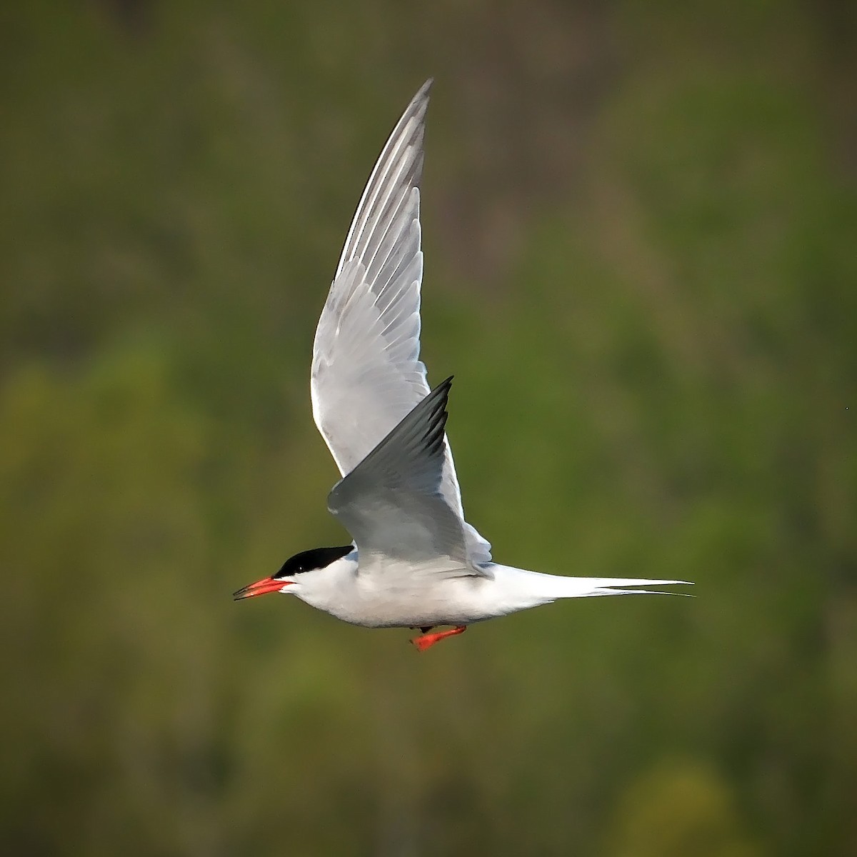 Common Tern - ML619139786