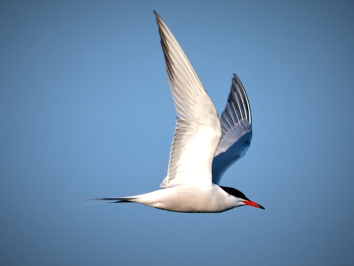 Common Tern - ML619139788