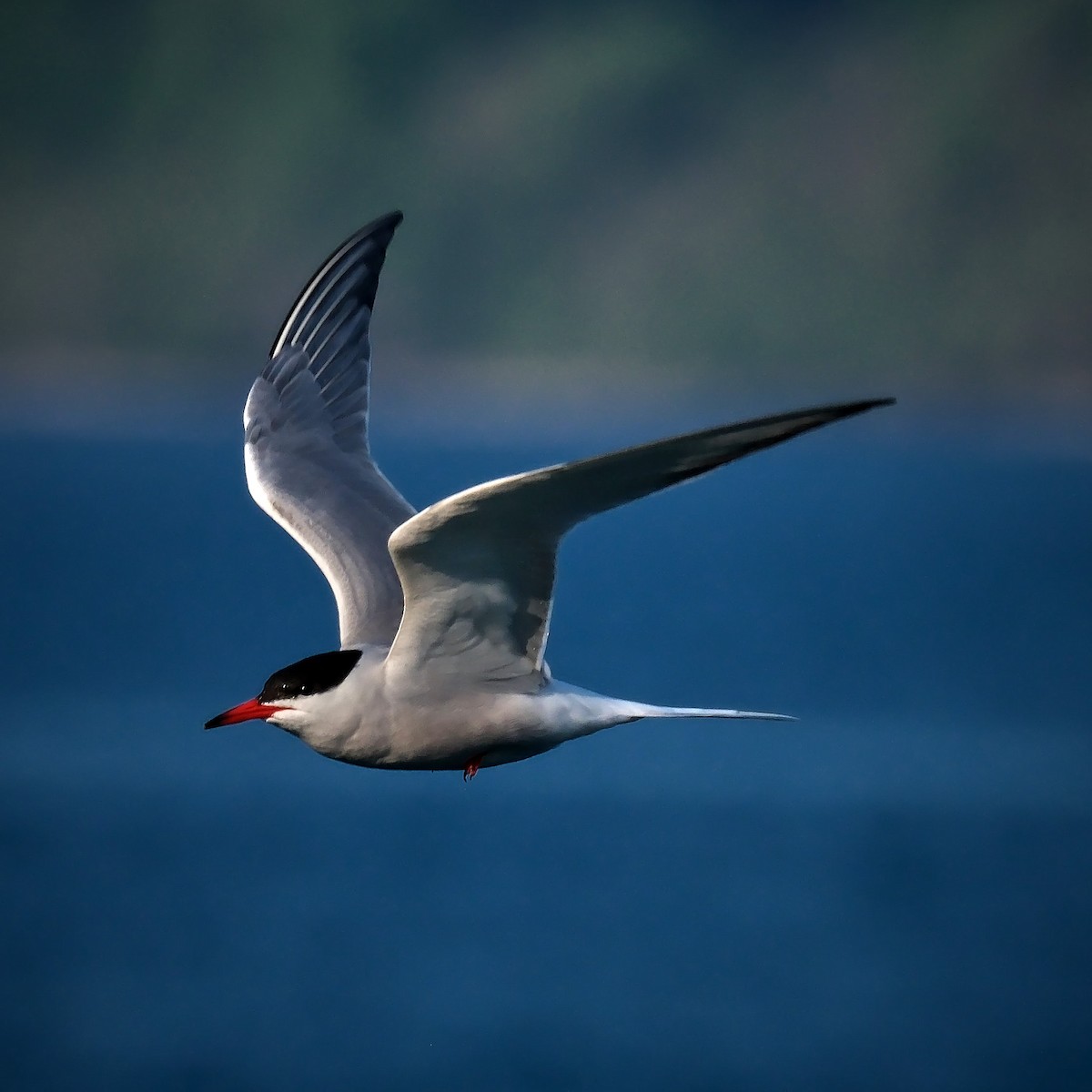 Common Tern - ML619139790