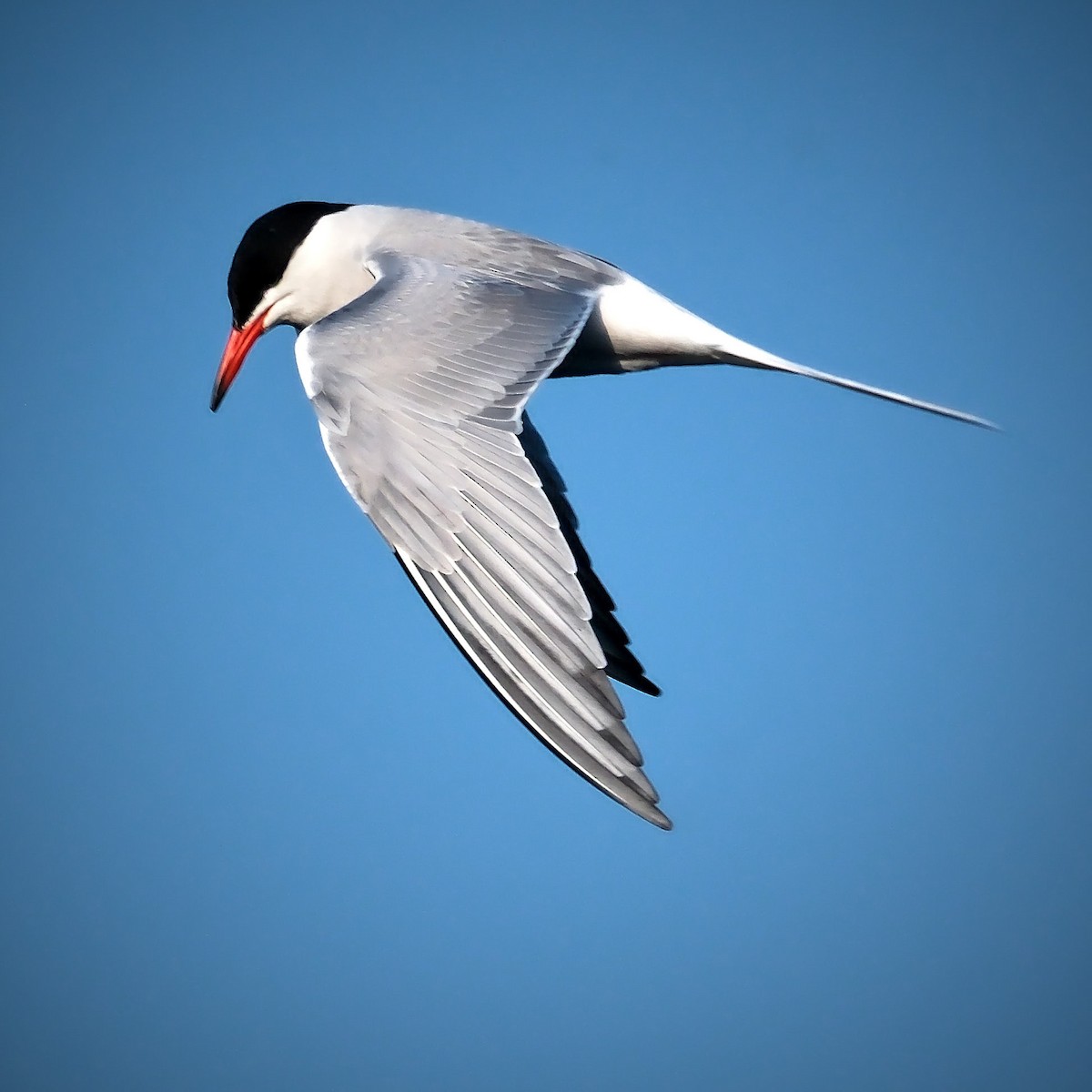 Common Tern - ML619139791