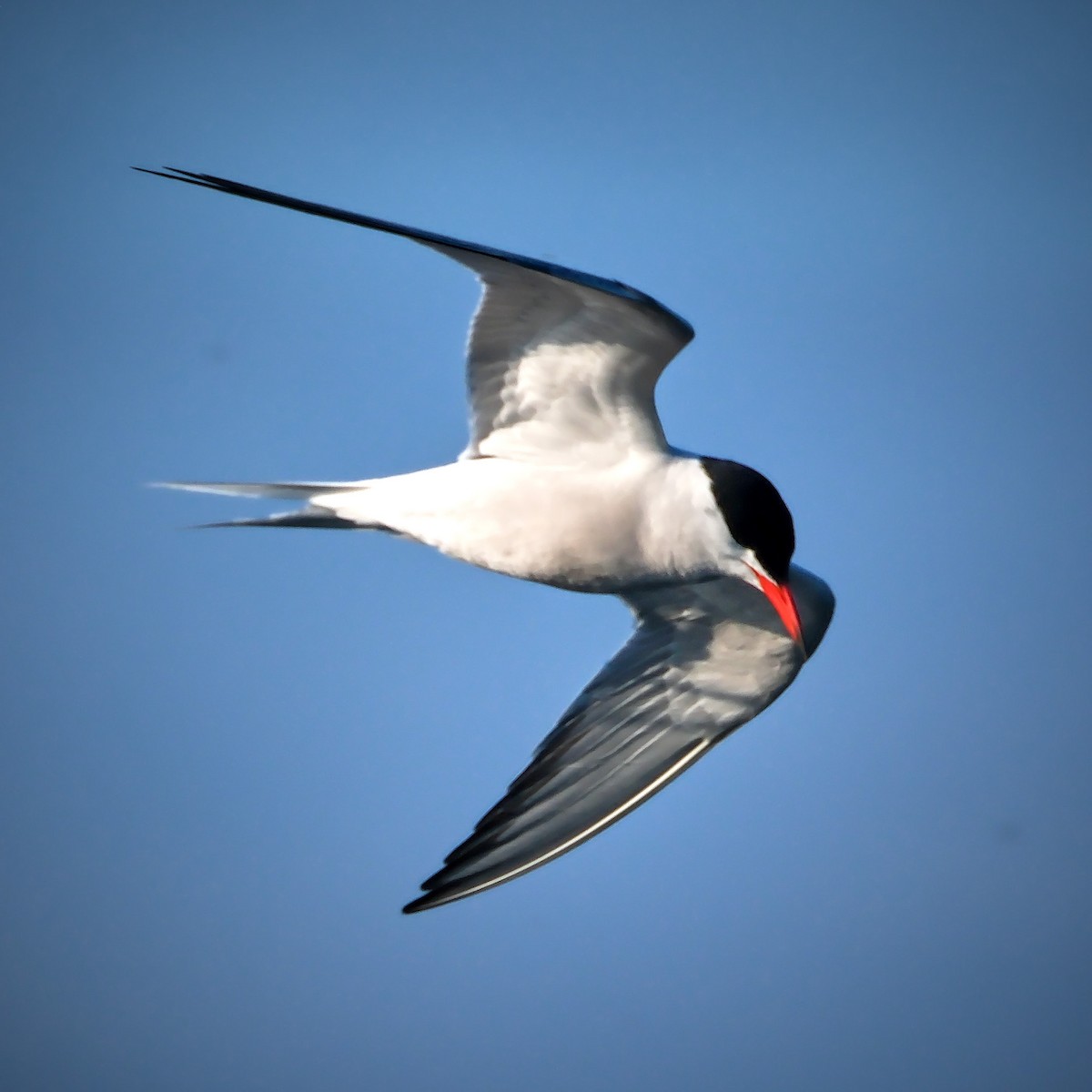 Common Tern - ML619139792