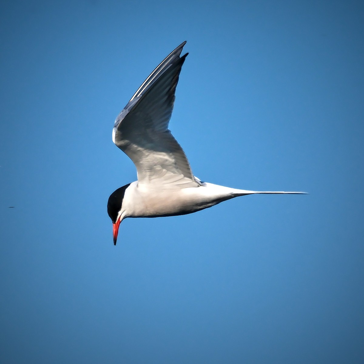Common Tern - ML619139795