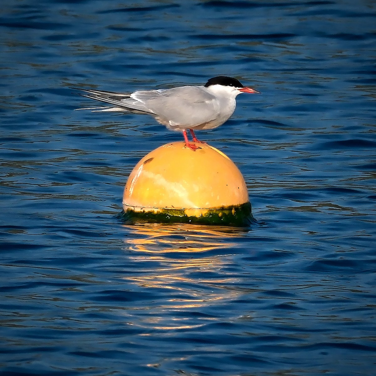Common Tern - ML619139797