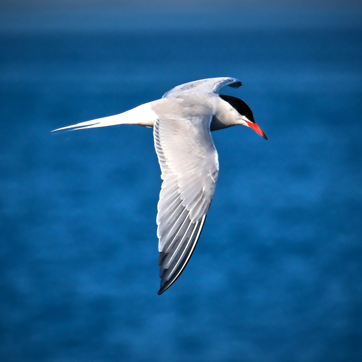 Common Tern - ML619139798