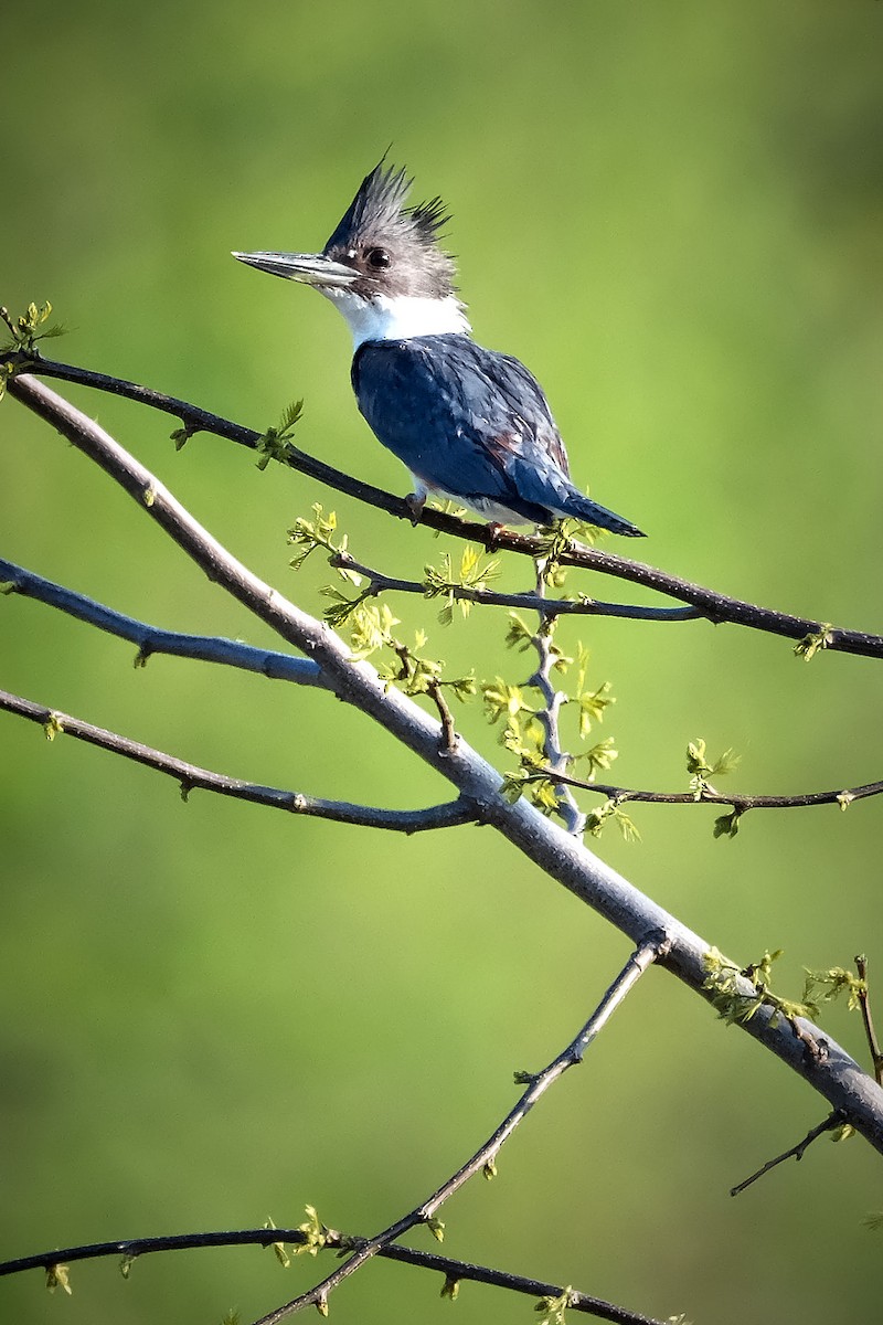 Belted Kingfisher - ML619139820