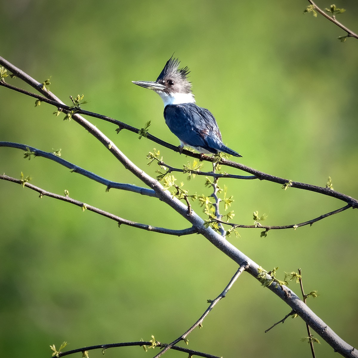 Belted Kingfisher - ML619139821