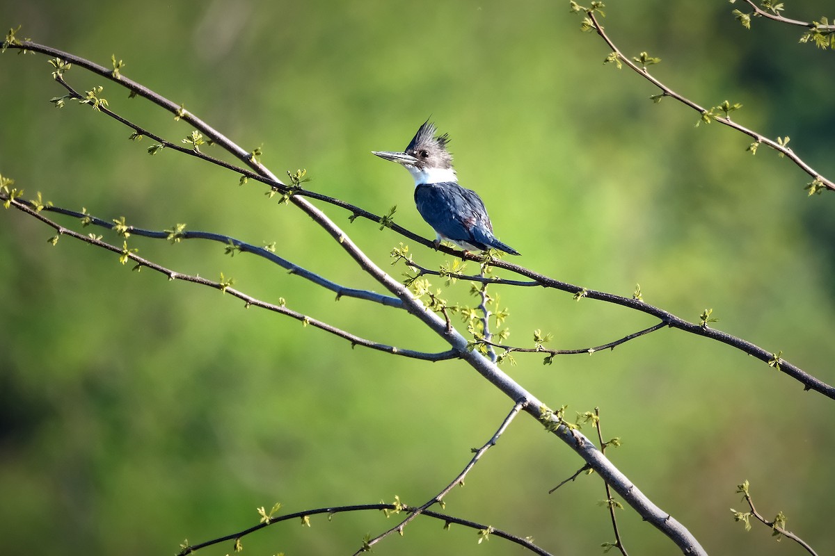 Belted Kingfisher - ML619139822