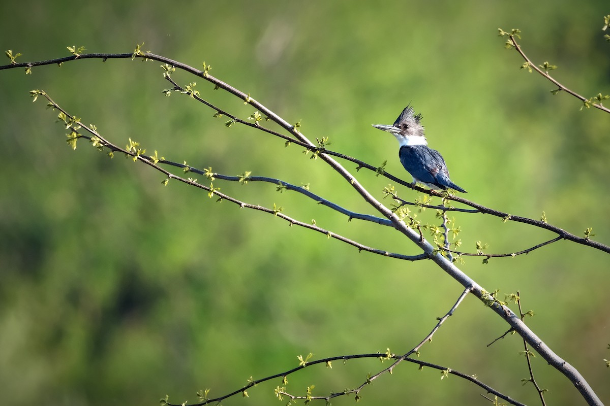 Belted Kingfisher - ML619139823