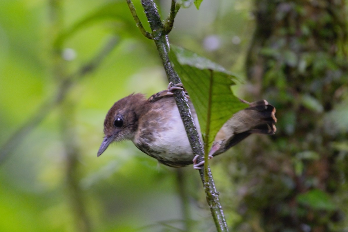 Spotted Antbird - ML619139832