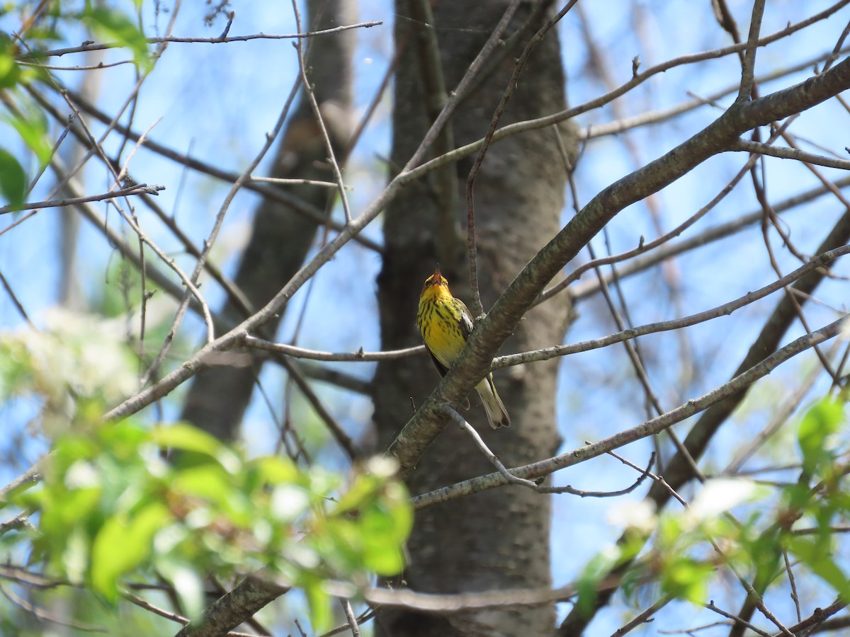 Cape May Warbler - ML619139845