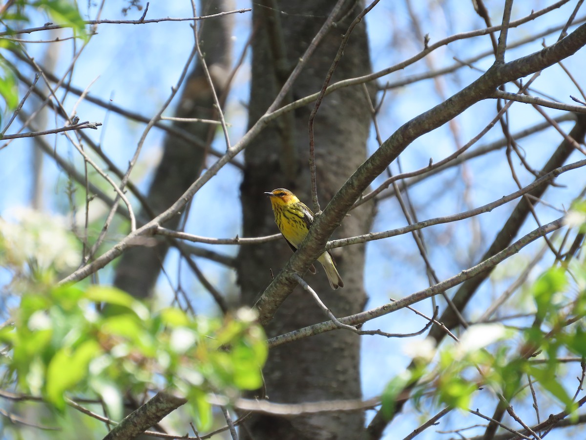 Cape May Warbler - ML619139846