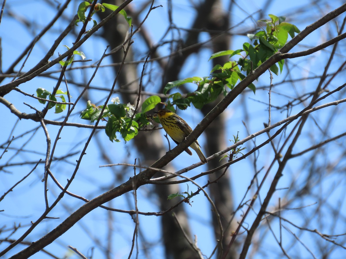 Cape May Warbler - ML619139849