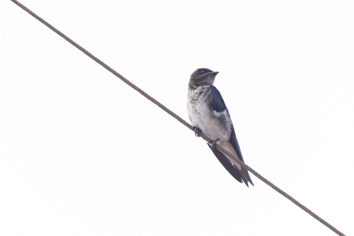 White-winged Swallow - ML619139851
