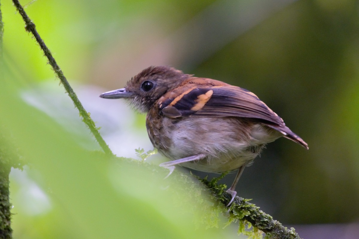 Spotted Antbird - ML619139854