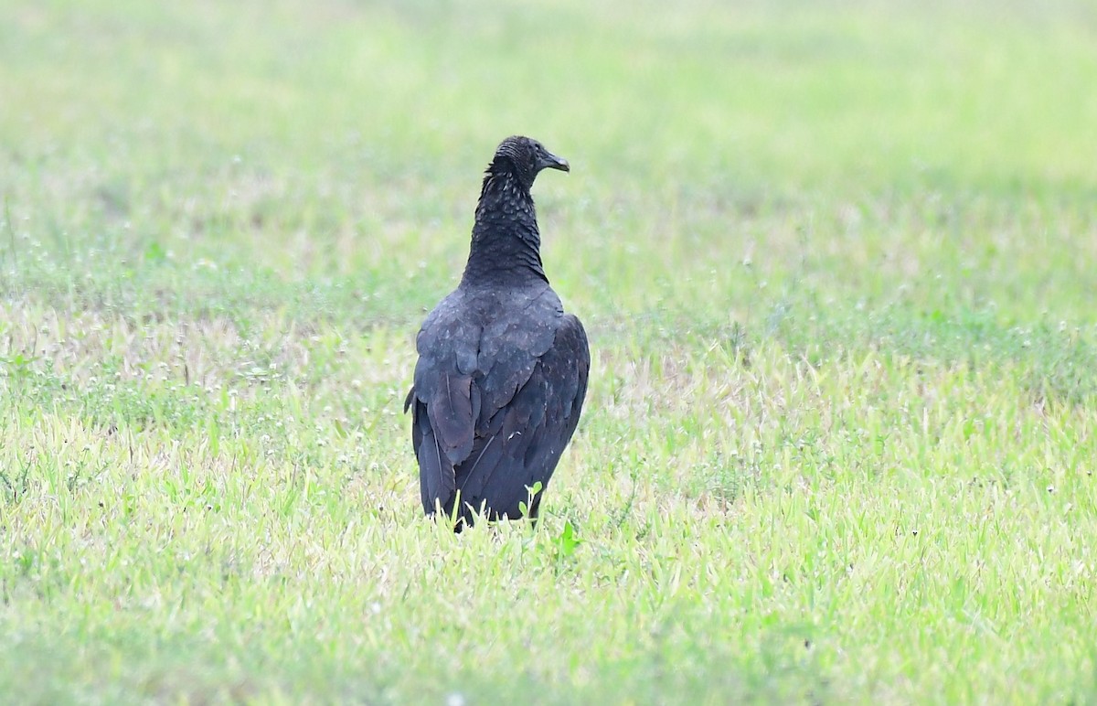 Black Vulture - ML619139880
