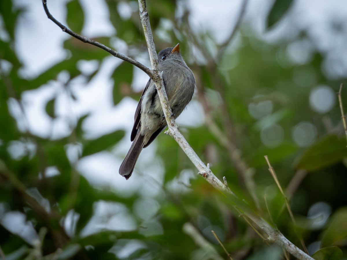 Southern Tropical Pewee - ML619139881