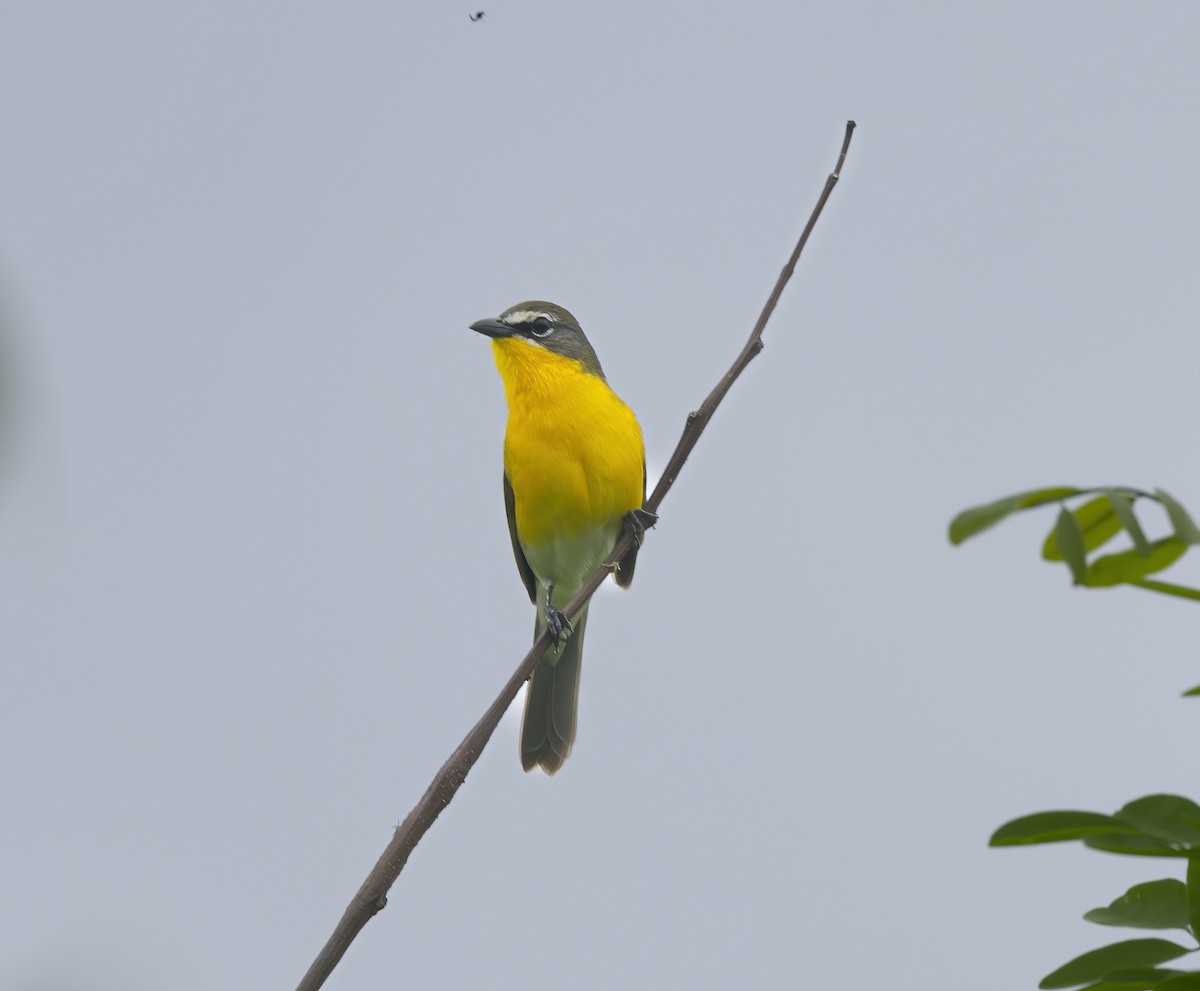 Yellow-breasted Chat - ML619139887