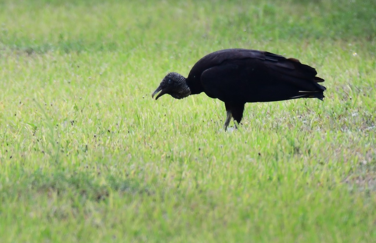 Black Vulture - ML619139897