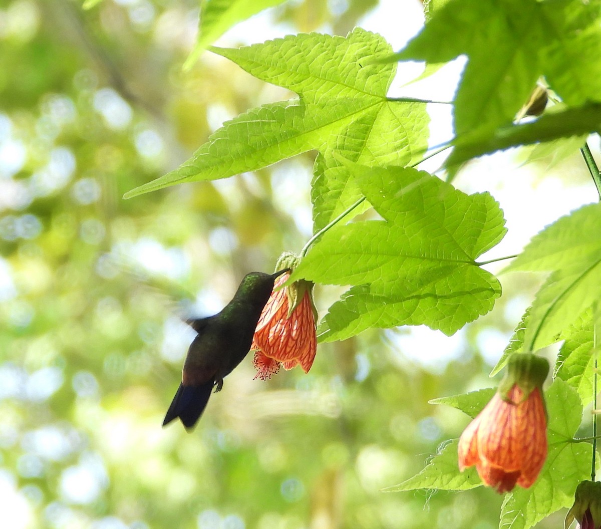 kolibřík měděnořitý - ML619139898