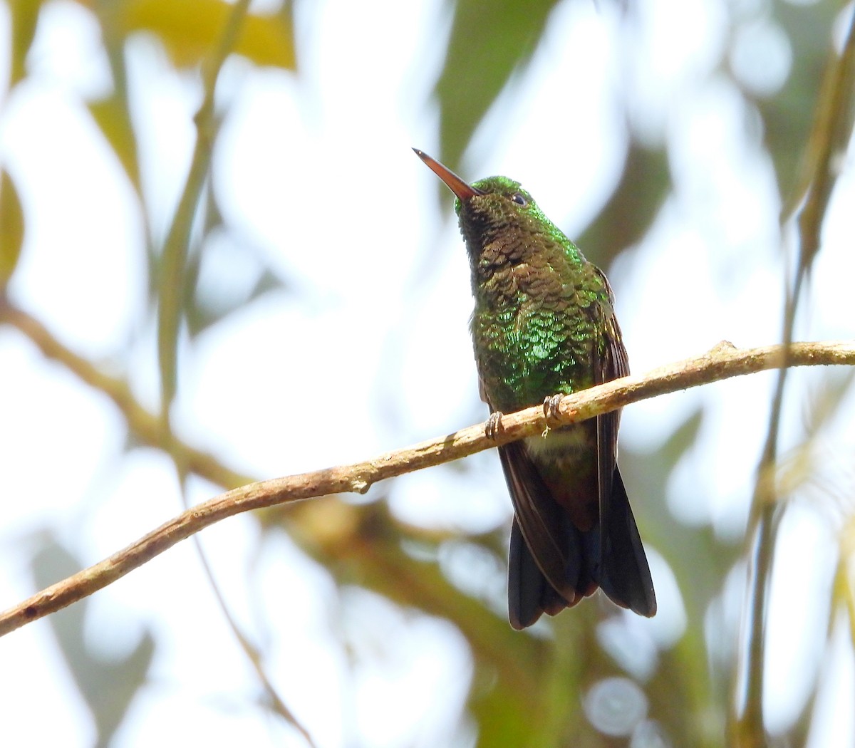 kolibřík měděnořitý - ML619139899
