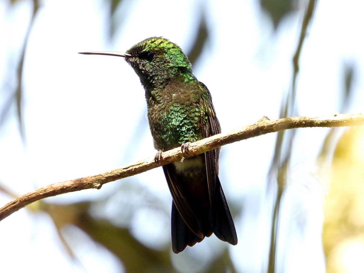 kolibřík měděnořitý - ML619139900