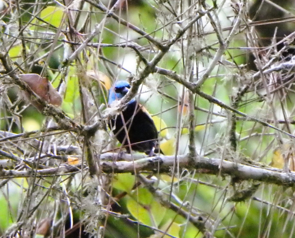 Blue-necked Tanager - ML619139902