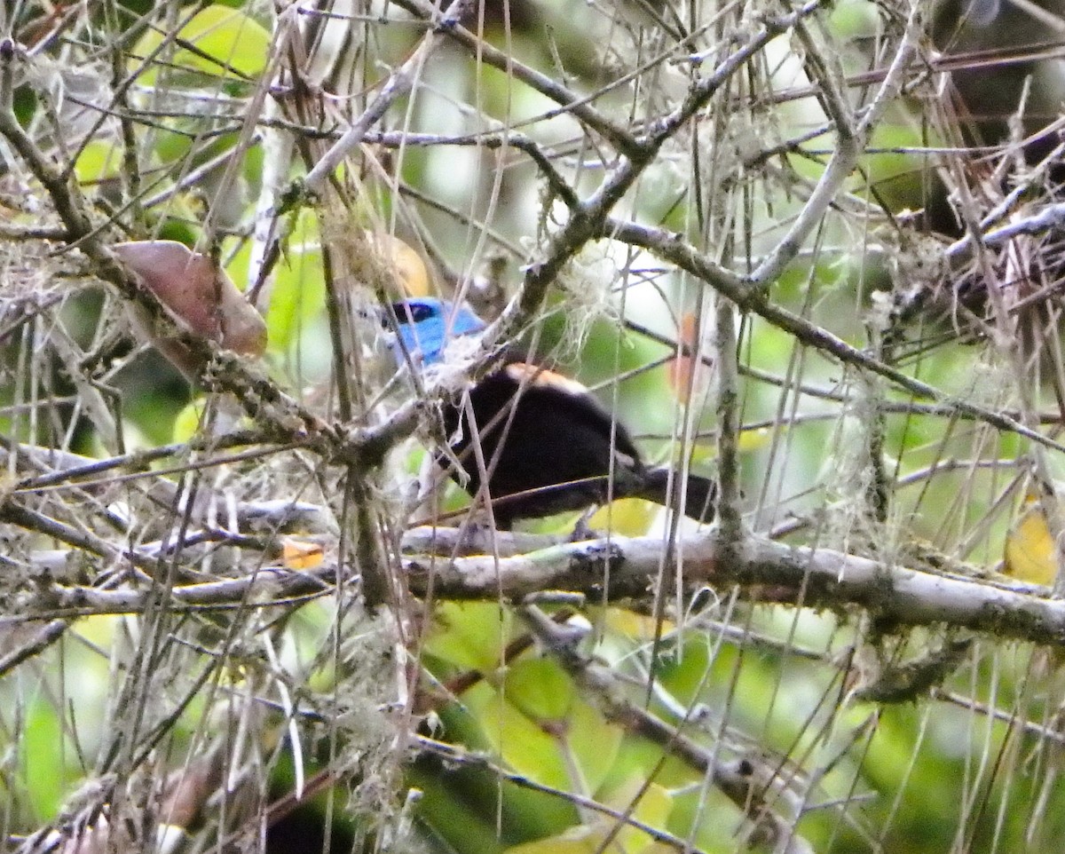 Blue-necked Tanager - ML619139904